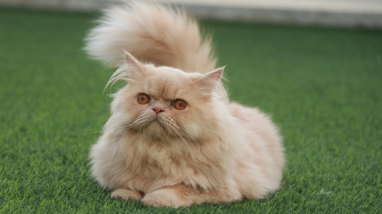 Персидская кошка